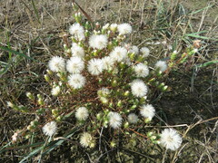Symphyotrichum ciliatum