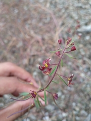 Cleome violacea