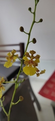 Trichocentrum yucatanense