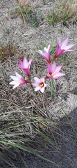 Zephyranthes carinata