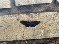 Pholodes sinistraria