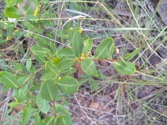 Cryptolepis oblongifolia