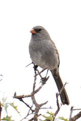 Spizella atrogularis