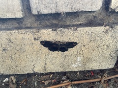 Pholodes sinistraria