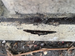 Pholodes sinistraria