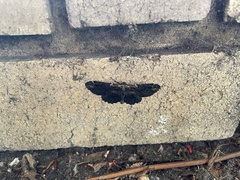 Pholodes sinistraria