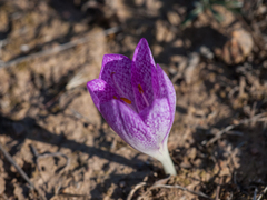 Colchicum chalcedonicum
