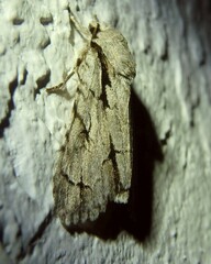 Acronicta psi