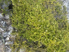 Scaevola taccada