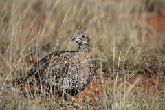 Centrocercus urophasianus