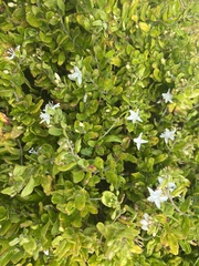 Scaevola taccada