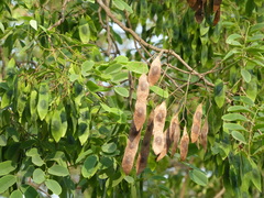 Dalbergia lanceolaria