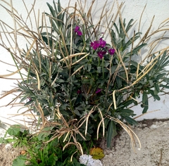 Matthiola incana