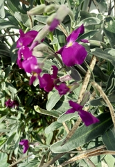 Matthiola incana