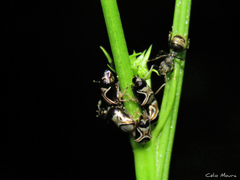 Dolichoderus bispinosus