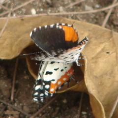Talicada nyseus nyseus