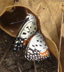 Talicada nyseus nyseus