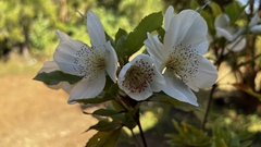 Eucryphia nymansensis