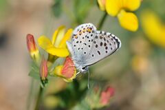 Pseudophilotes baton