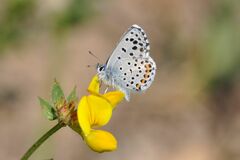 Pseudophilotes baton