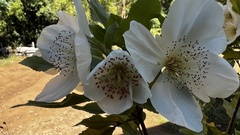 Eucryphia nymansensis