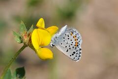 Pseudophilotes baton