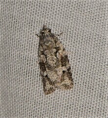 Acropolitis canana