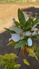 Eucryphia nymansensis