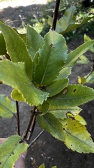 Eucryphia nymansensis