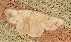 Aeolochroma quadrilinea