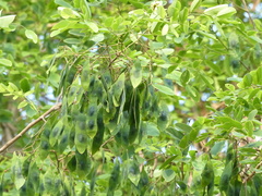 Dalbergia lanceolaria