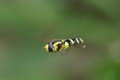 Xanthogramma