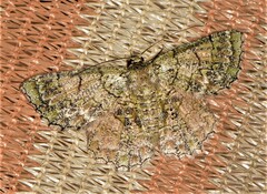 Hypodoxa emiliaria
