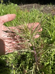 Cordylanthus rigidus