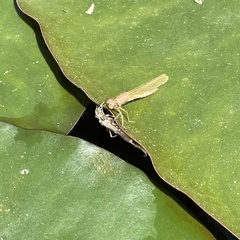 Ischnura