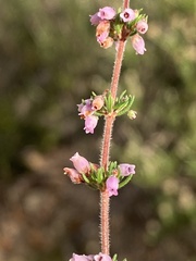 Erica parviflora
