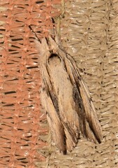 Ecnomodes sagittaria