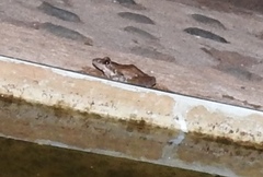 Ptychadena anchietae
