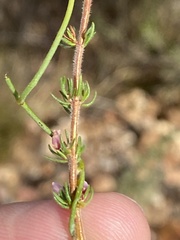 Erica parviflora