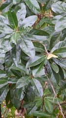 Magnolia grandiflora