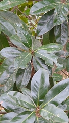 Magnolia grandiflora