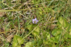 Gentianeae