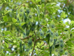 Dalbergia lanceolaria