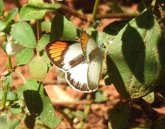 Colotis euippe