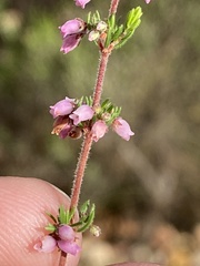 Erica parviflora