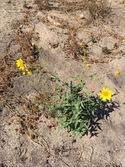 Helianthus gracilentus