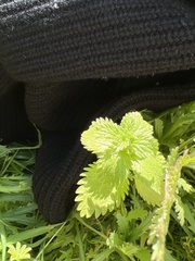 Hesperocnide tenella