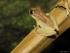 Pristimantis relictus