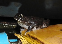 Sclerophrys garmani