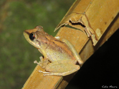 Pristimantis relictus